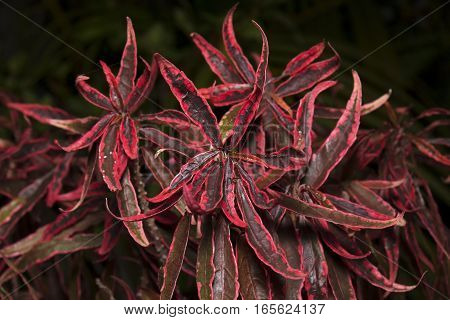 colorful season leaves_red black green background 1