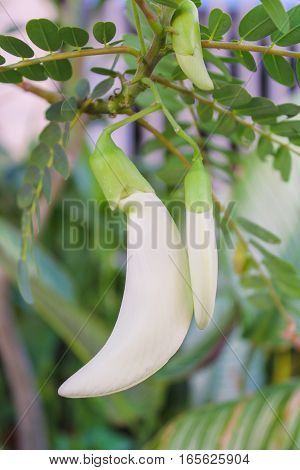 White agasta flower of Sesbania Vegetable Hummingbird , vegetable and herbs for health