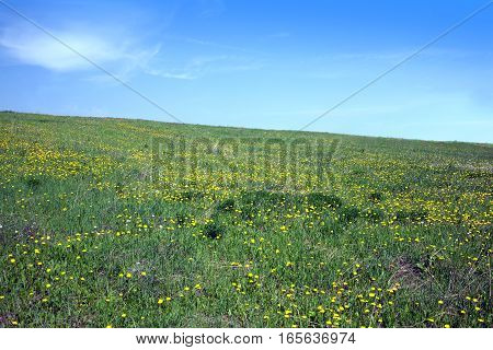 Landscape with green meadow and sloping hill with many yellow dandelions under beautiful sky with clouds on summer day