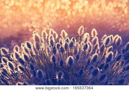 Plant cotton grass (Eriophorum vaginatum). Cotton grass during blooming in early spring at sunset background.