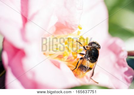 Hoverfly(Phytomia zonata) came to pink camellia sasanqua flower in winter