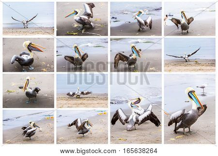Collage of pelicans on Ballestas IslandsPeru South America in Paracas National park.Flora and fauna
