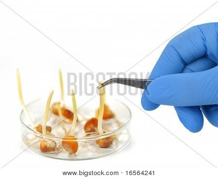 Experimentujte s kukuřice na bílém pozadí.