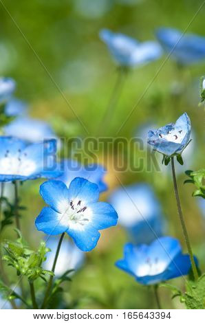 So beautiful blue nemophila blooms abundantly .
