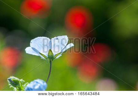 So beautiful blue nemophila blooms abundantly .