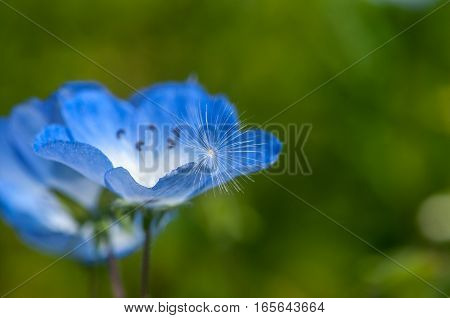 In the sunlight, beautiful blue nemophila is in full bloom.