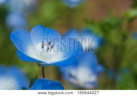 In the sunlight, beautiful blue nemophila is in full bloom.