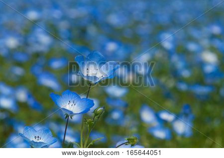 Nemophila is a beautiful flower , in Japan.