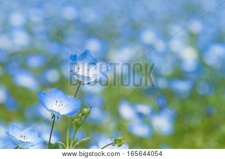 Nemophila is so beautiful flower , in Japan.