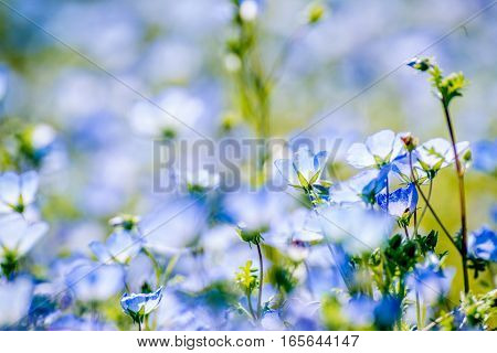 Nemophila is so beautiful flower , in Japan.
