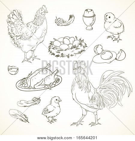 Freehand drawing chicken items on a sheet of exercise book. Vector illustration. Set. Black and white