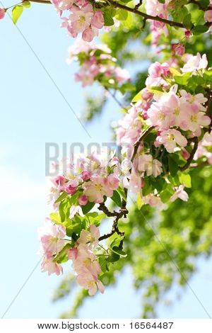 Flor de Primavera