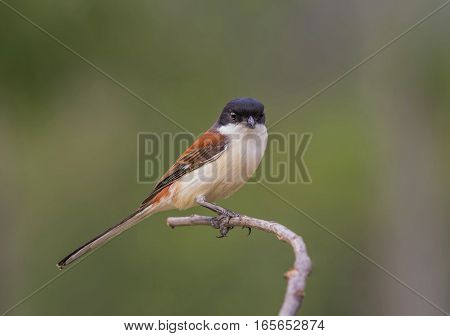 Bay-backed Shrike Bird (Lanius vittatus) perching on a branch