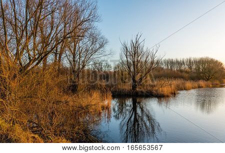Banks of a creek in a Dutch nature reserve in the late afternoon of a sunny and almost windless day in the winter season.