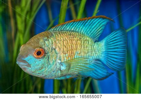 Portrait Of Cichlid Fish (andinoacara Sp.)