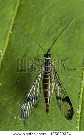 Scorpion Fly- scorpion fly Female on leaf