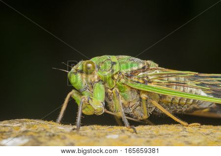 Cicadas, green cicadas on branches close up