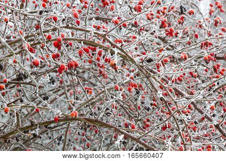 Rosa canina, dog-rose with ripened fresh red fruits, rosehips, frozen shrub, snow, two, sunlight