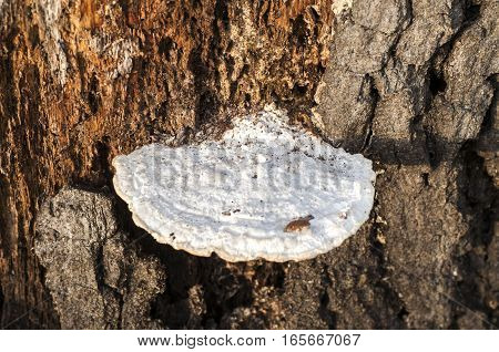 White wood fungus Fomes fomentarius growing from stump of dead tree