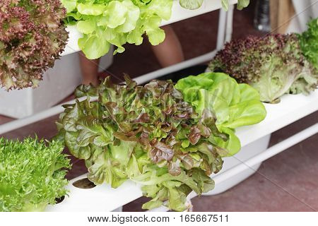 fresh lettue hydroponics for helth in garden