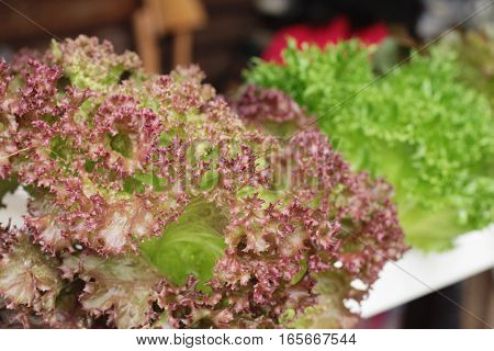 fresh lettue hydroponics for helth in garden