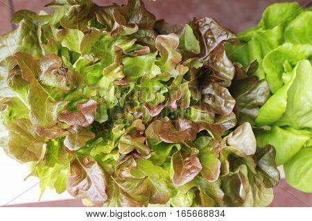 fresh lettue hydroponics for helth in garden