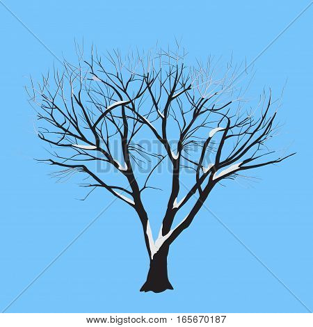 A poplar with the snow on branches in twilight