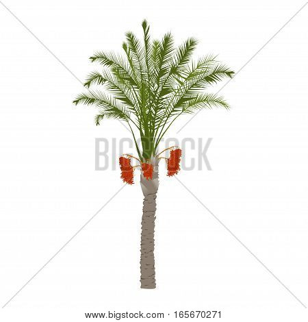 A date palm tree with fruits on a white background