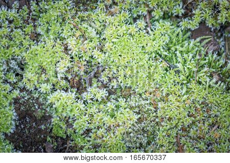 Green Moss With Rime