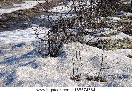 Naked bushes on the snow. Early spring