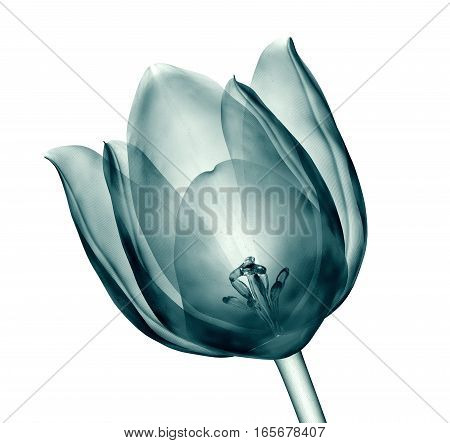 X-ray Image Of A Flower Isolated On White , The Tulip
