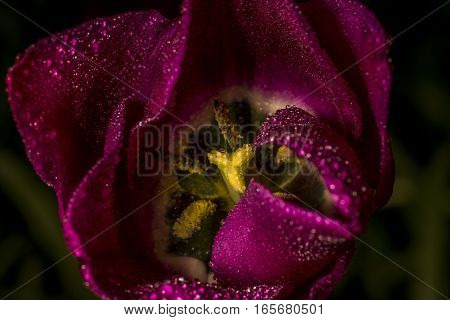 purple rain flower bloom macro violet yellow