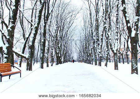 beautiful winter park with many big trees and path