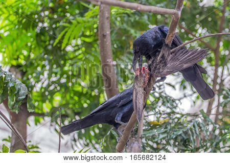 Beautiful black raven or Corvus corax is eating carrion