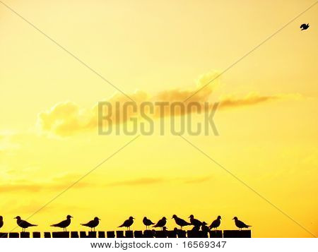 夕日とカモメの群れ