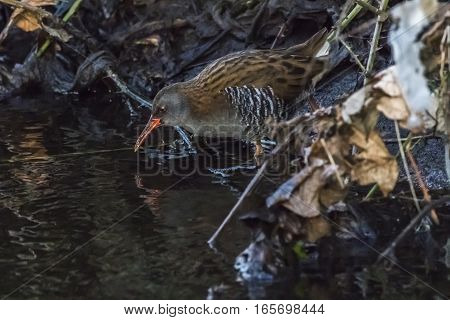 A Water Rail (rallus Aquaticus) Is Wading Through The River Erbach.
