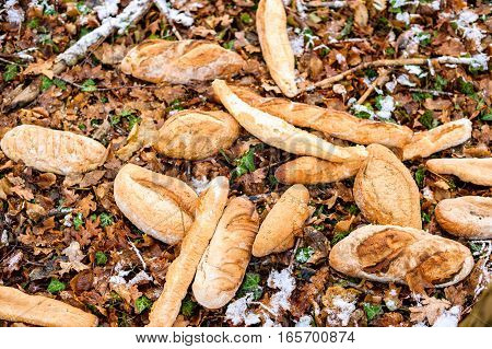 Bread thrown on the ground in forest