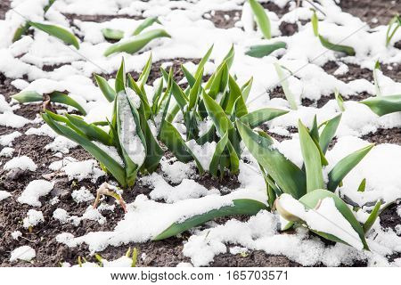 Green leaves of tulips growing out of the snow in early spring