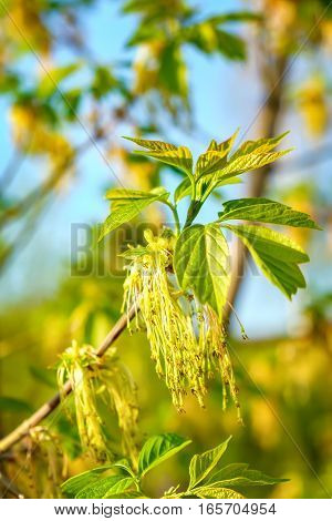 Box elder maple or Acer negundo flower in spring in the rays of the bright sun. Natural phorography.