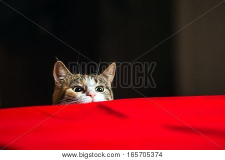 Cat on alert with wild eyes ready to attack and ambush.