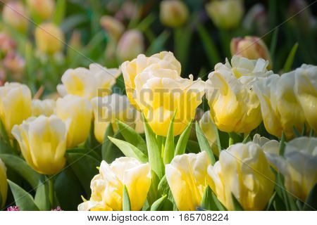 Tulip. Beautiful Bouquet Of Tulips. Colorful Tulips.