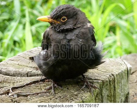 Picture of a sick blackbird sitting on a wooden stump