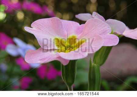 Polyanthus primrose pink spring flower growing in garden