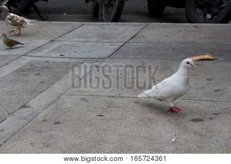 Dove on the street. White dove walking in the street.