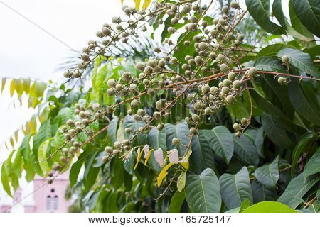 Tree with green leaves and many fruits. Leaves of green and yellow tree with branches and fruits.