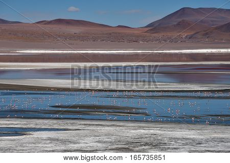 Flamingos at Red Laguna Colorada in Altiplano Bolivia South America