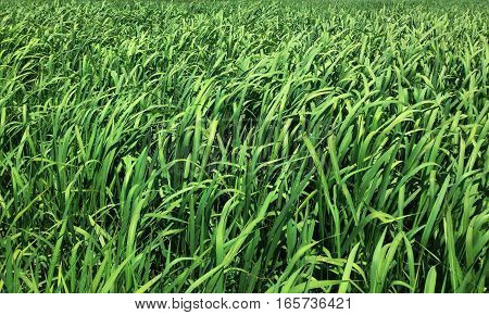 landscape of green plants or reeds in nature