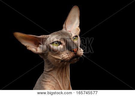Closeup portrait of hairless Peterbald Cat with green eyes and big ears, wrinkles on neck and funny whiskers, calmy watching isolated black background, front view