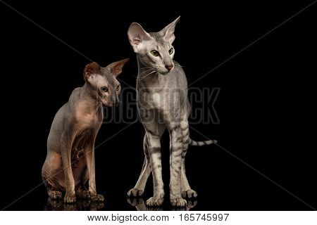Two Peterbald Cats family hairless and silver with green eyes, Standing and Stare isolated black background, front view