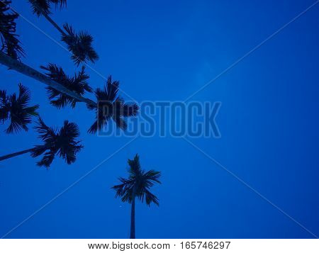 bottom view of betel palm tree or Manila Palm tree with dark blue sky background at dawn